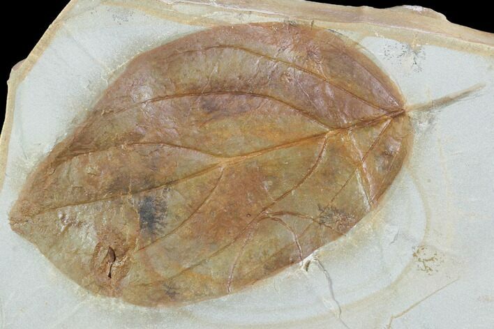 Fossil Leaf (Cornus) - Montana #101889